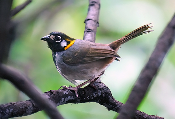 White-eared Ground Sparrow by Alan Lenk